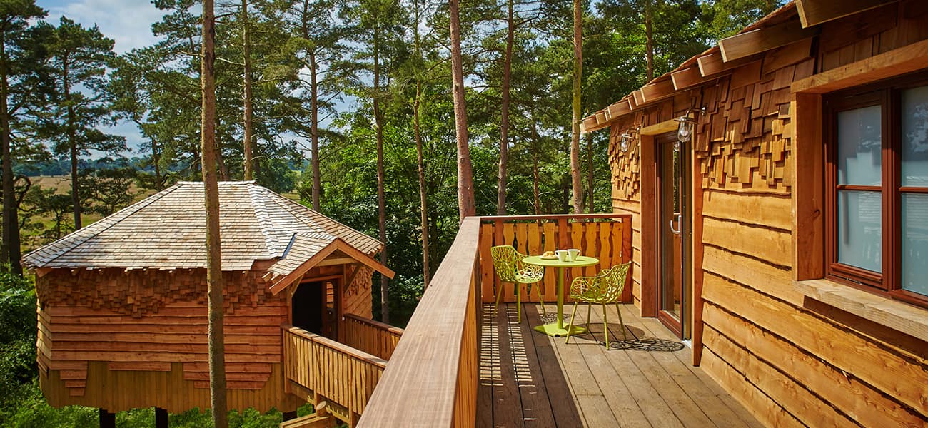 Two house in a forest